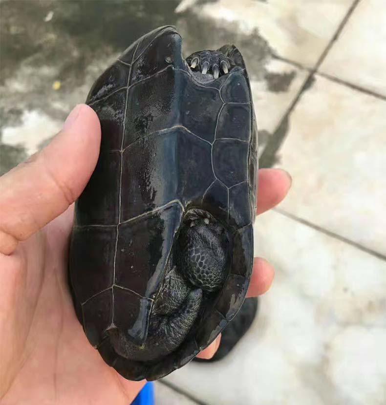 黑腹墨龟苗活体全黑小乌龟外塘中华草龟苗镇宅风水招财龟乌龟活物