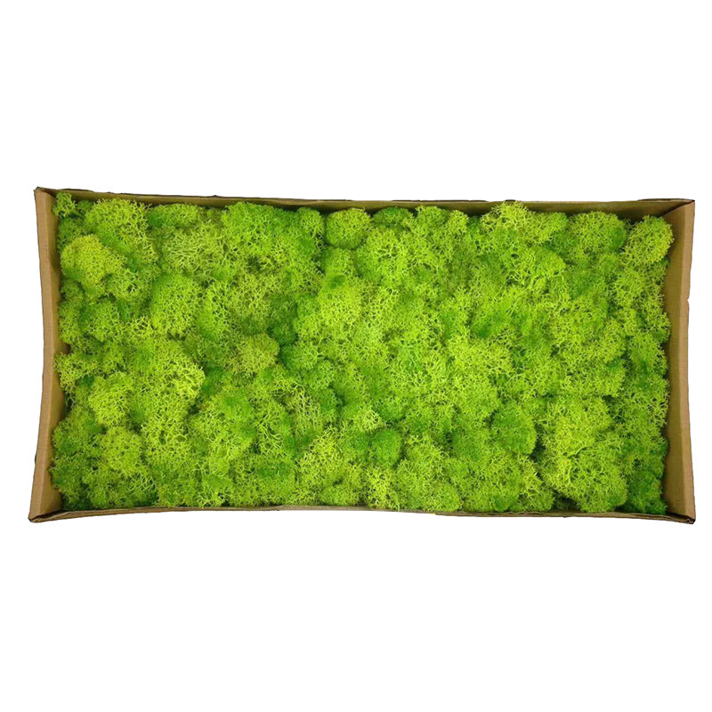 苔藓植物永生装饰鹿蕊白发藓微景观绿植背景墙创意迷你植物