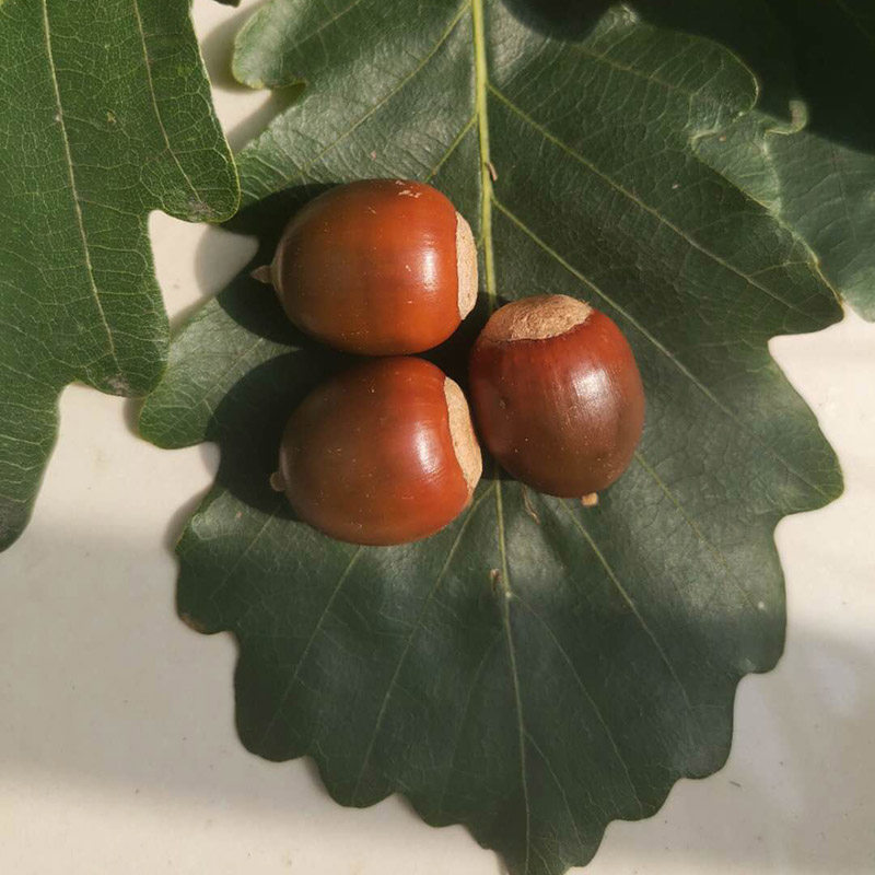 山林成熟橡子果柞树籽松鼠粮食玩具生虫虫子干花