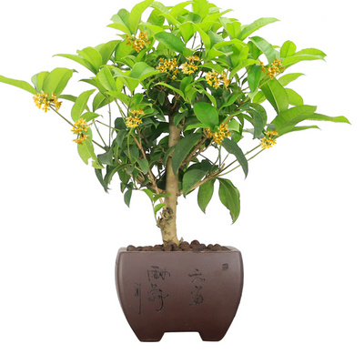 桂花盆景老桩四季金桂含盆浓香型造型树桩客厅植物花卉绿植盆栽