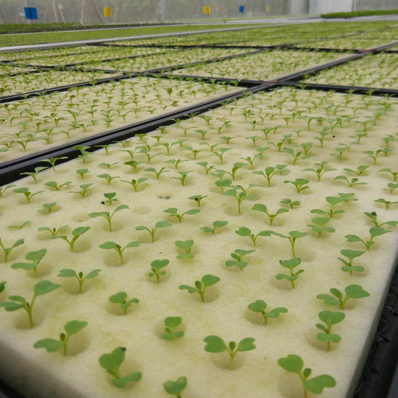 定植水培育苗海绵无土栽培设备圆孔方形搭配蔬菜其它园艺用品