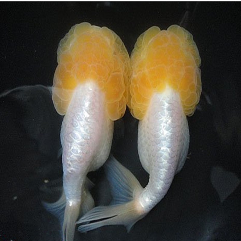 金鱼活体观赏精品猫狮菠萝头小小鱼冷水鱼宠物鱼