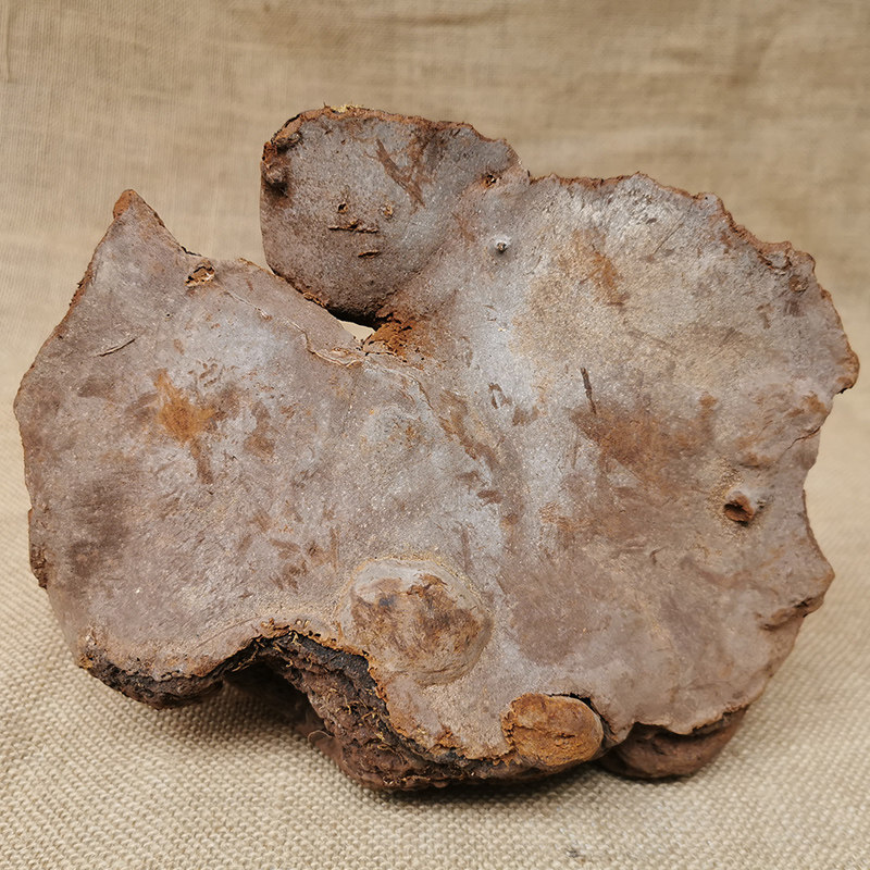 精选纯野野生斑褐孔整枝斑褐灵芝干货层卧孔泡茶整枝灵芝