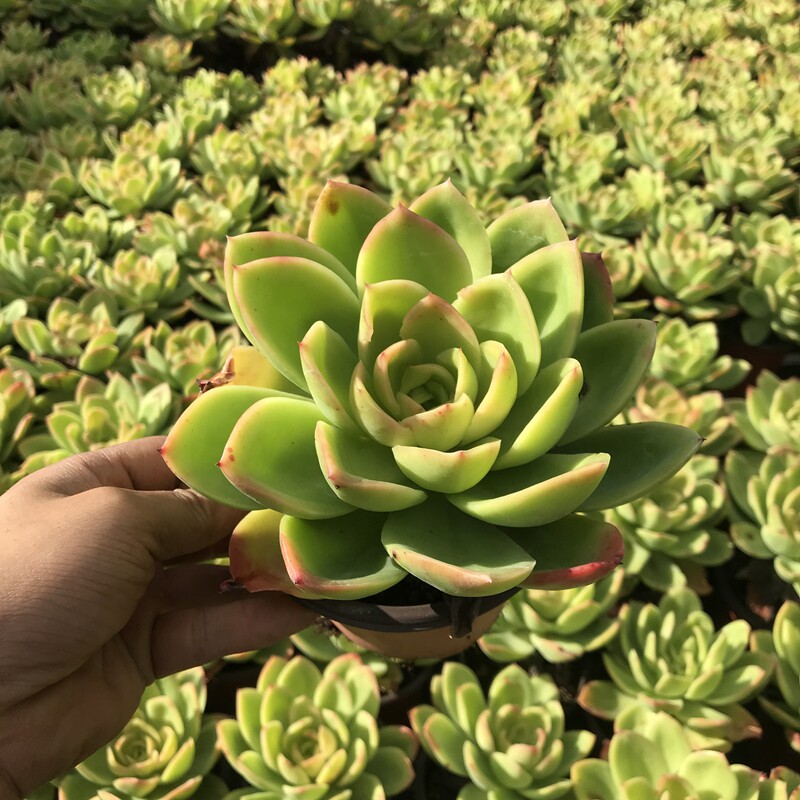 金辉老桩园艺花卉园花卉盆栽易养新手大单头多肉多肉植物