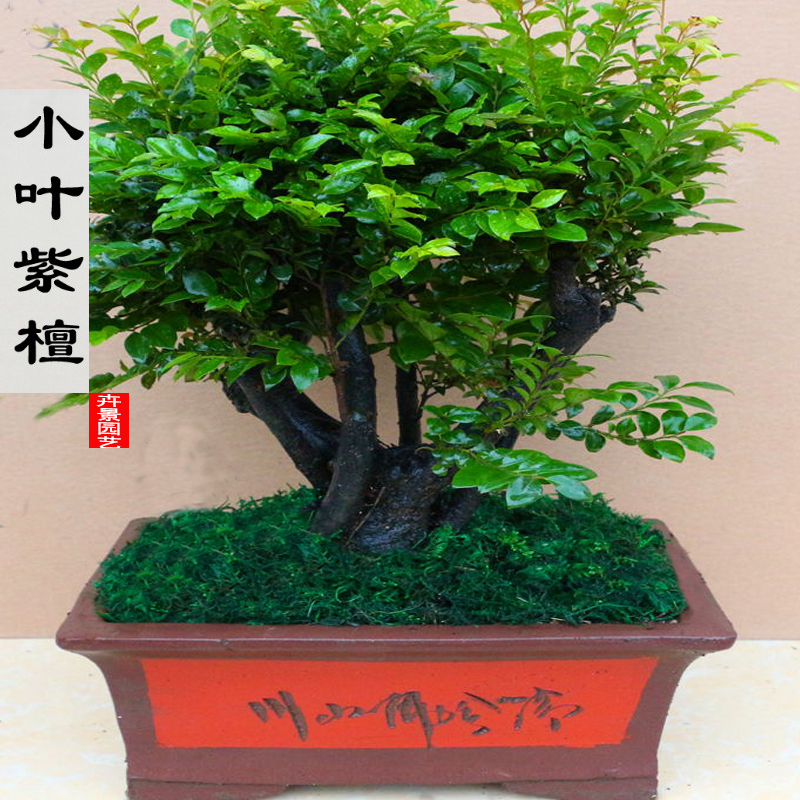 包邮高档陶瓷紫檀树桩盆景小叶叶紫檀树室内绿植
