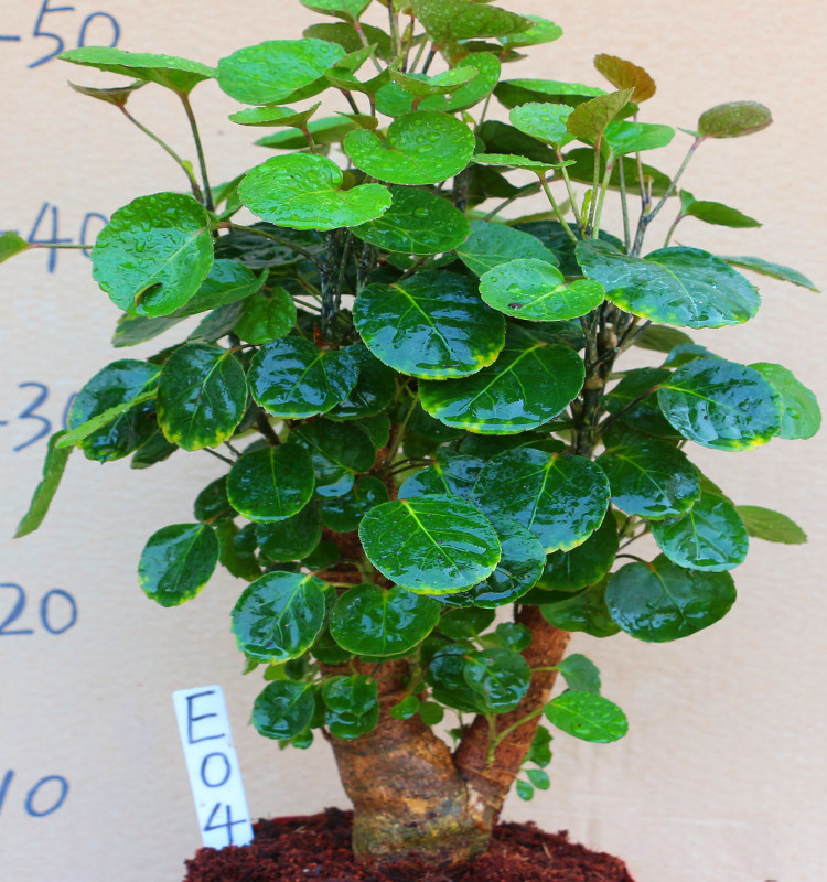 金钱圆叶福禄盆景室内客厅发财树桩绿植