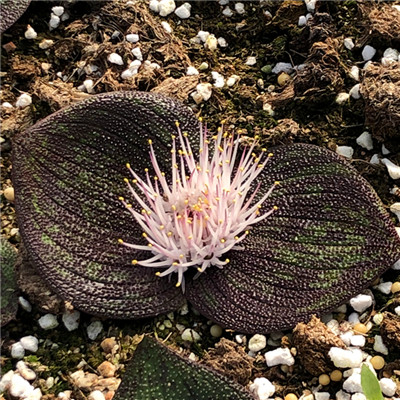 紫镜massoniapustulata南非球根植物多肉开花很香一物多肉植物