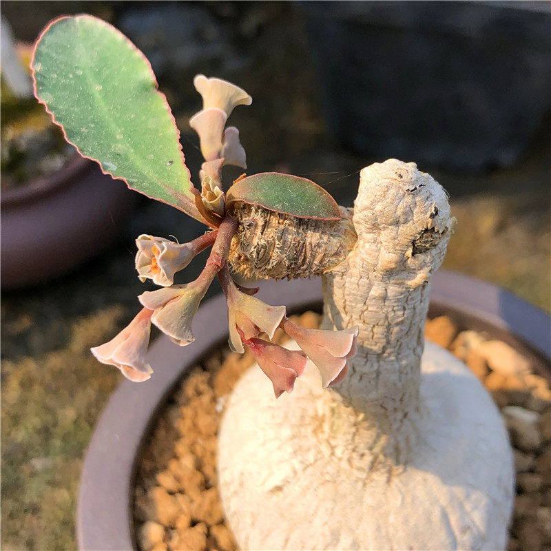 安博翁大戟小叶樱花大戟多肉珍稀块根植物夏型种