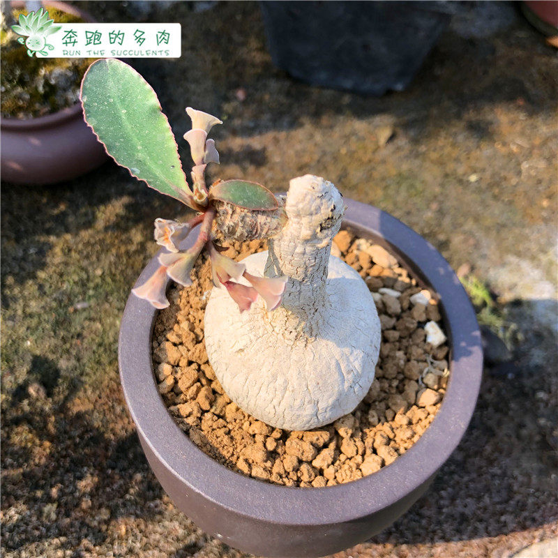 安博翁大戟小叶樱花大戟多肉珍稀块根植物夏型种