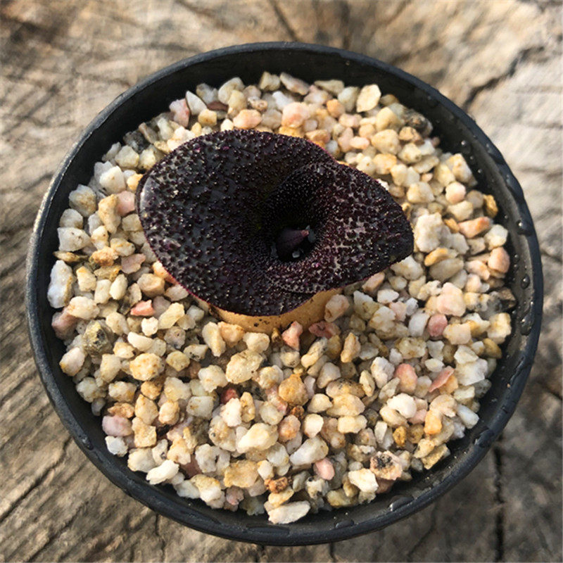 紫镜massoniapustulata南非球根植物多肉开花很香一物多肉植物