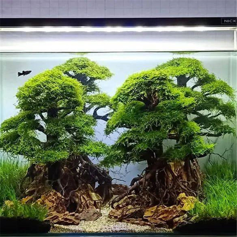 鱼缸造景沉木素材巴西迎客松莫斯拼接用工工具树造景