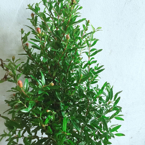日本翠叶石榴苗月季石榴四季石榴盆景盆栽植物花石榴石榴树苗
