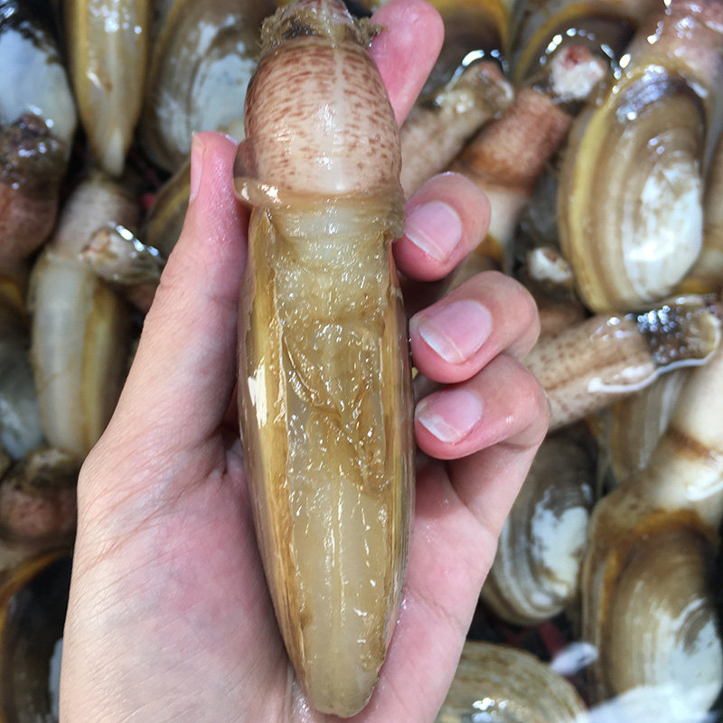 蚌仔鲜活新鲜大连象拔蚌贵妃兰花干蚌海鲜刺身象拔蚌