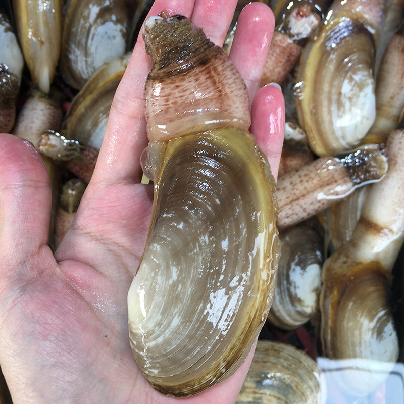 蚌仔鲜活新鲜大连象拔蚌贵妃兰花干蚌海鲜刺身象拔蚌