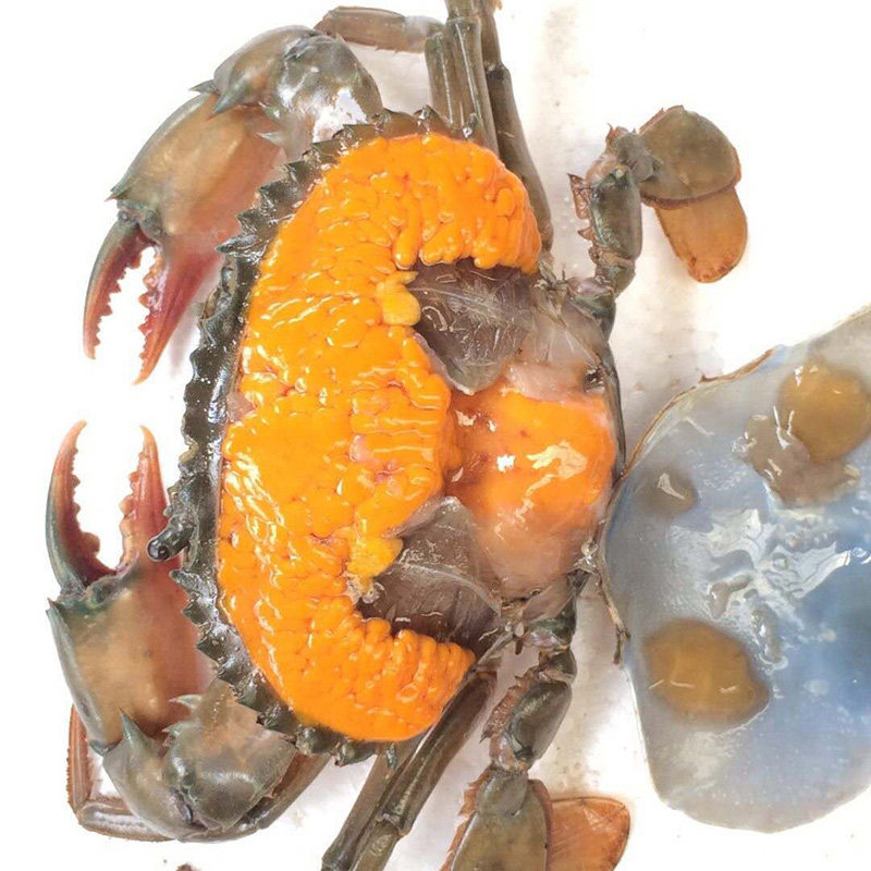 新鲜膏蟹鲜活母青三门海鲜水产螃蟹黄油100g青蟹