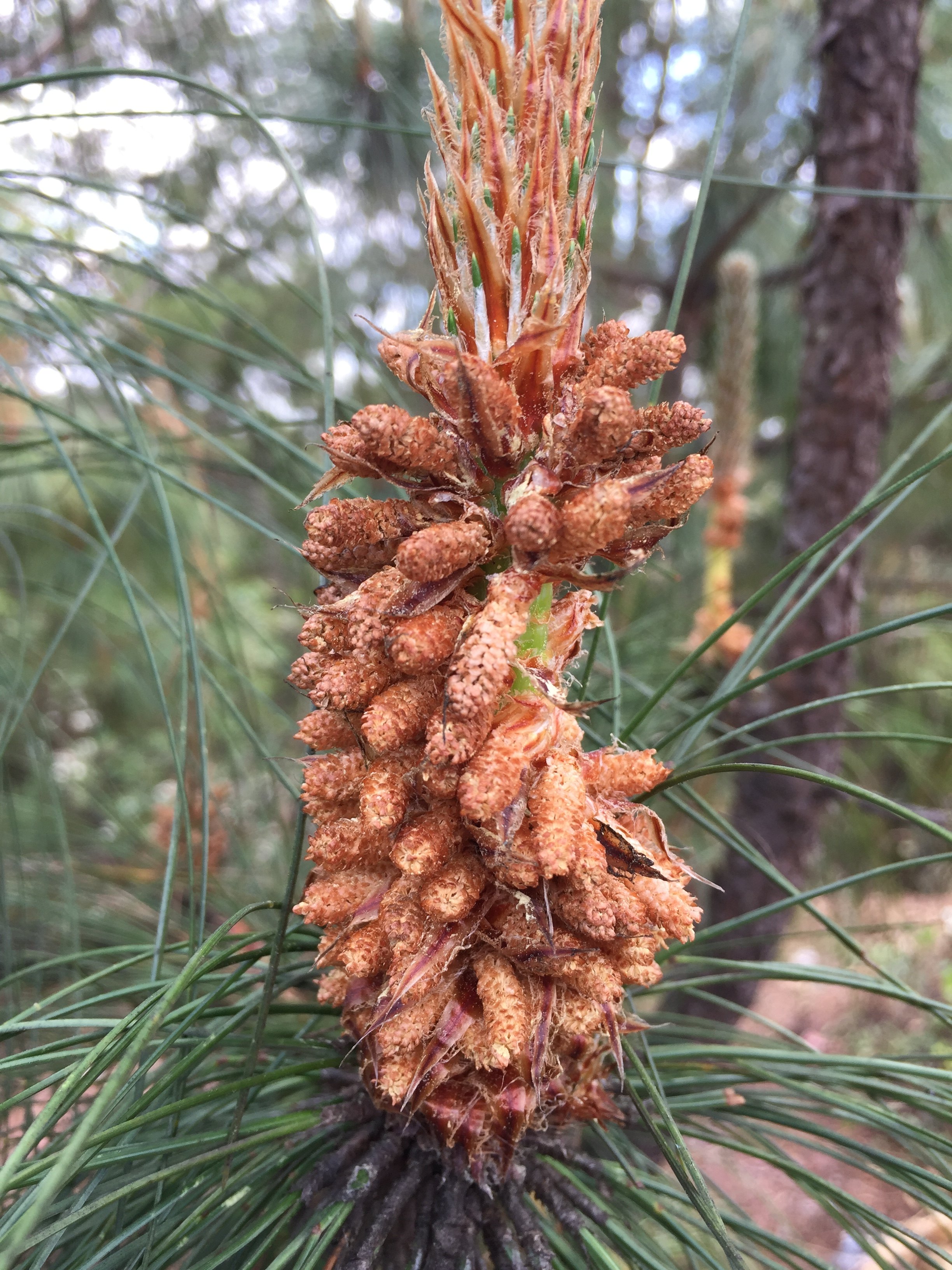 松花粉云南高原天然无糖无添加马尾松2020年粉50g包邮松花粉