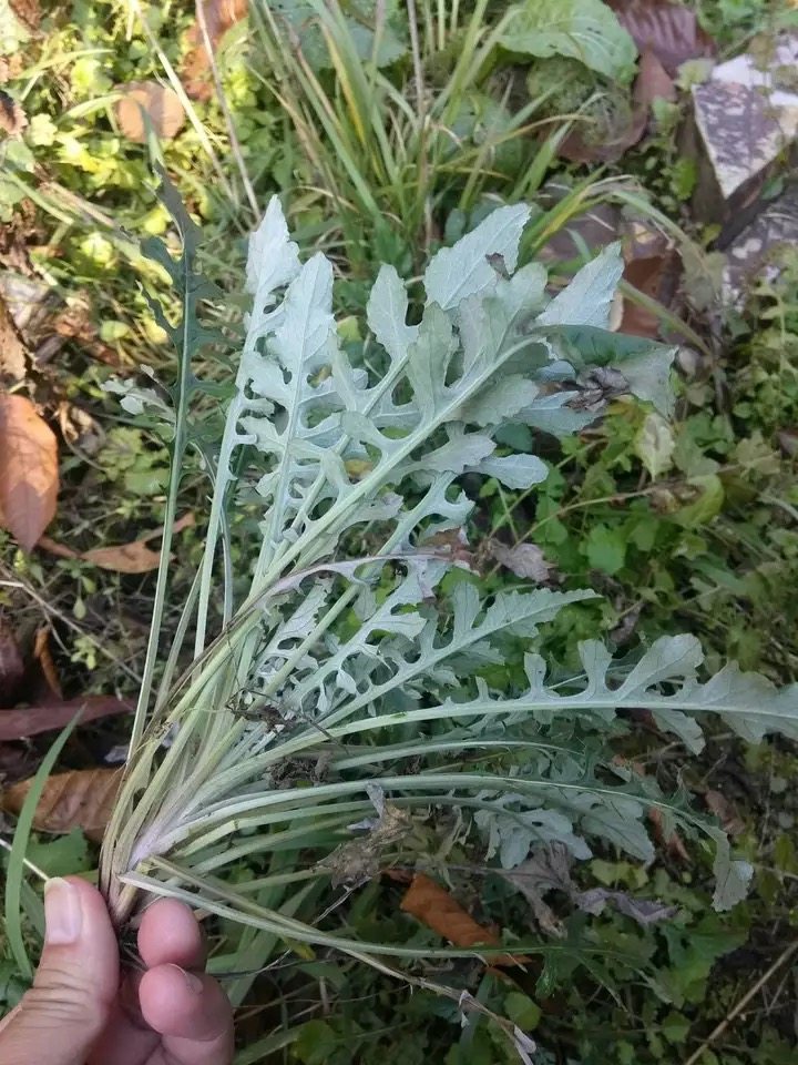 新鲜野生泥胡菜马石灰500g包邮猪兜菜艾草剪刀荠菜