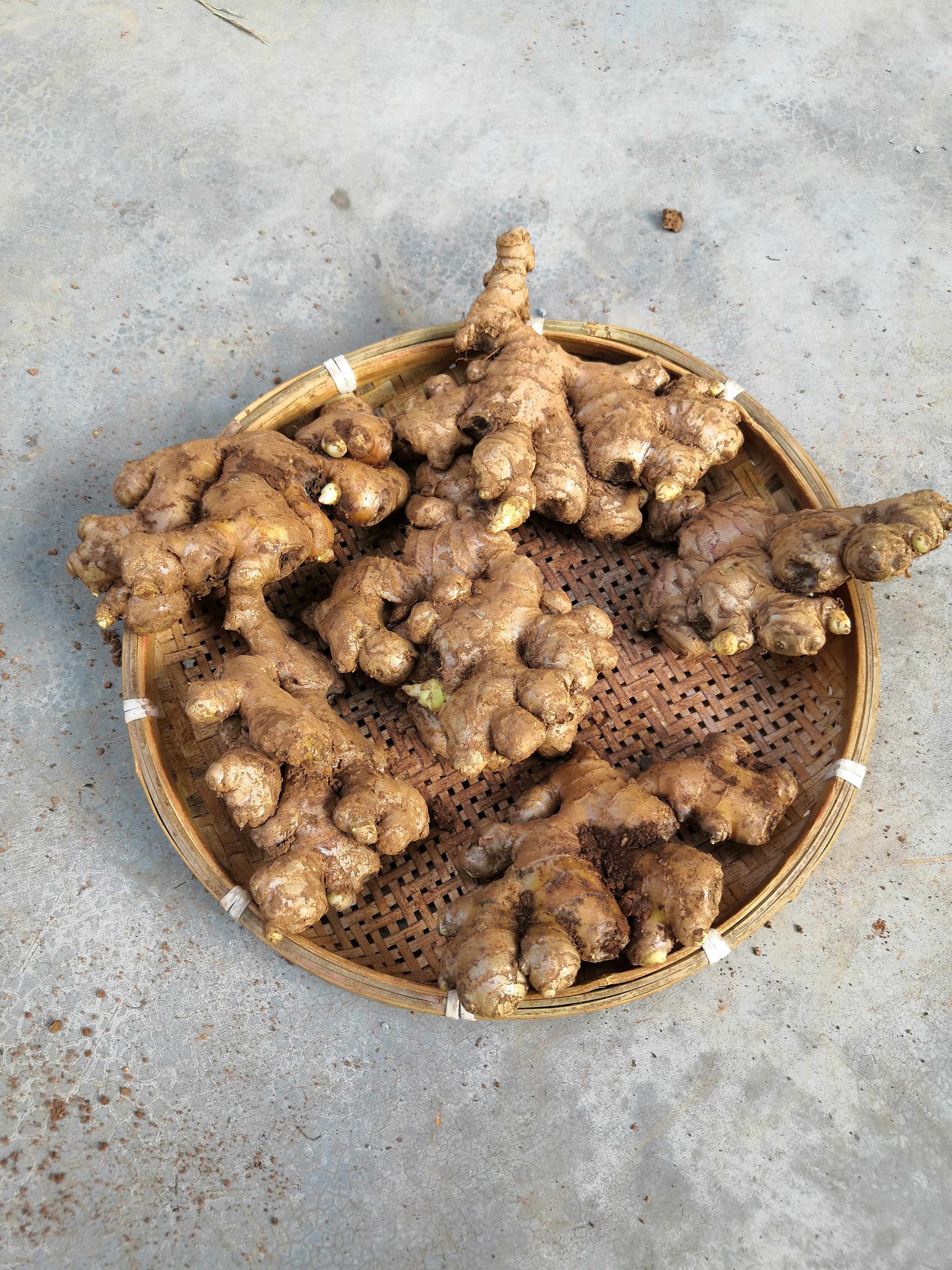 小黄黄姜老姜新鲜2斤包邮云南罗平特色农产品生姜