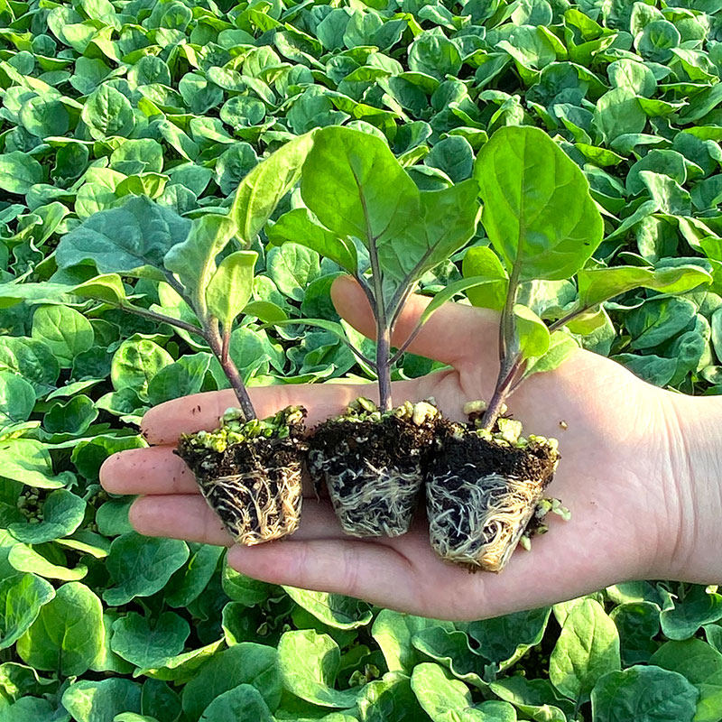 茄子秧苗盆栽杭茄一号紫黑长茄绿罐嫁接高产家庭园艺种子