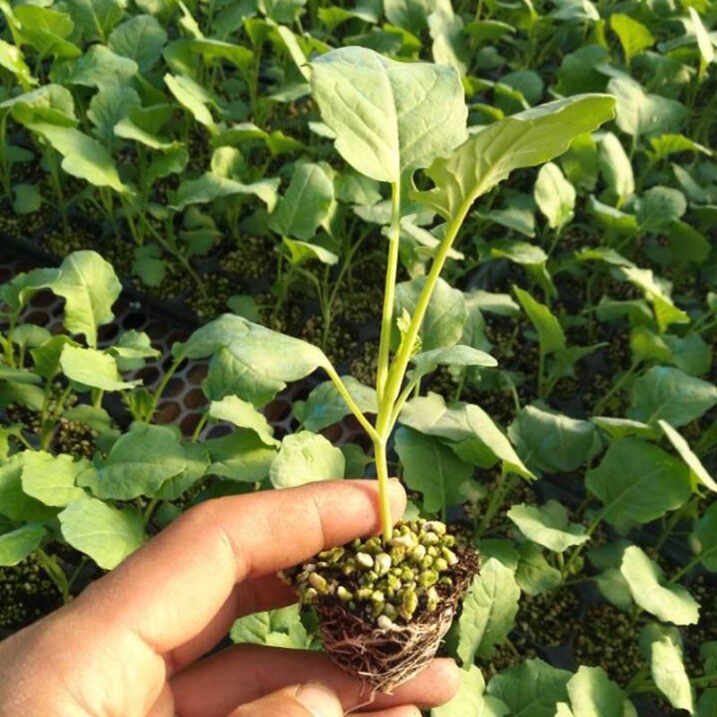 西兰大全菜苗四季蔬菜南方秧苗种籽兰花花菜家庭园艺种子