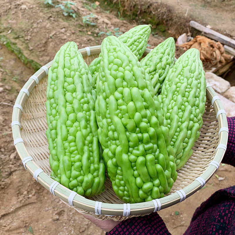 本地苦瓜新鲜广东潮汕凉瓜清热南方时令当季其它