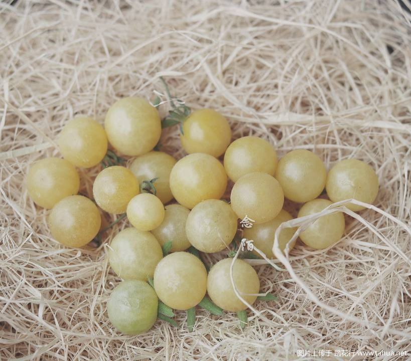 传家宝番茄白醋栗醋栗whitecurrant自留10粒5元农技服务