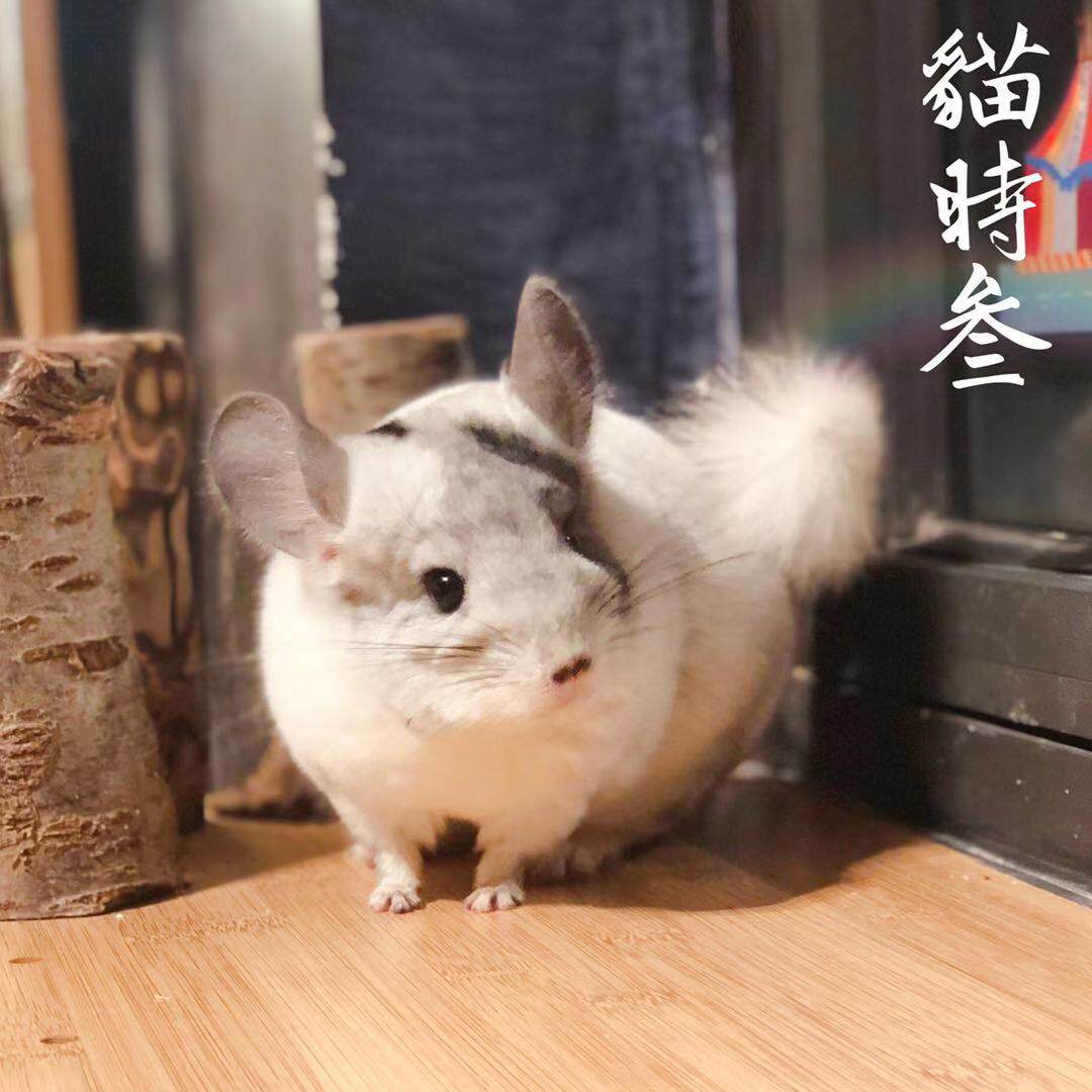 猫时叁活体 短毛银斑 龙猫妹妹 5月龄