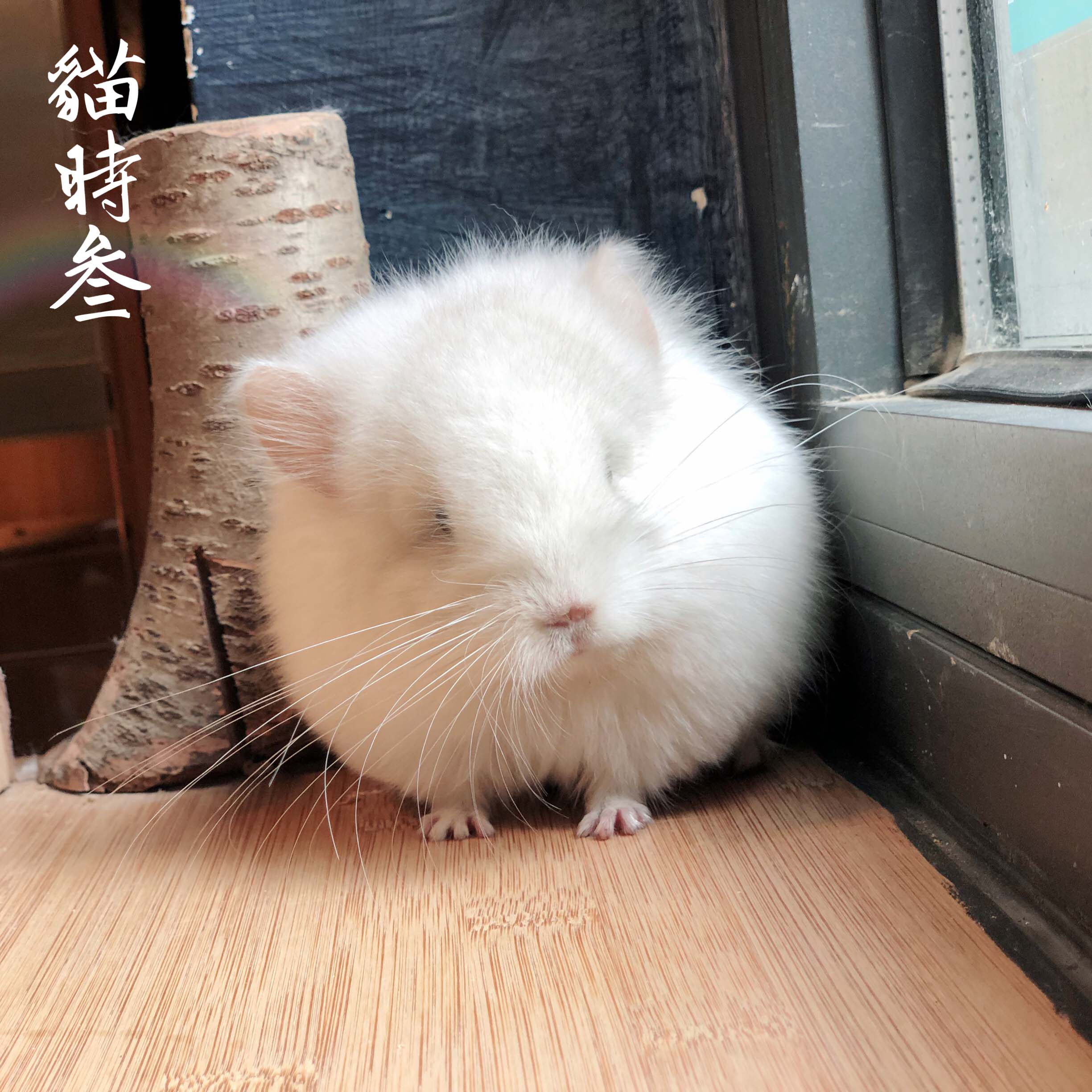 猫时活体二代长毛粉白龙猫妹妹2月龄龙猫