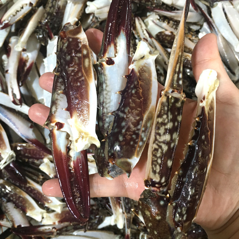 石浦特产新鲜特大蟹钳蟹脚醉蟹钳肉野生红膏蟹类制品