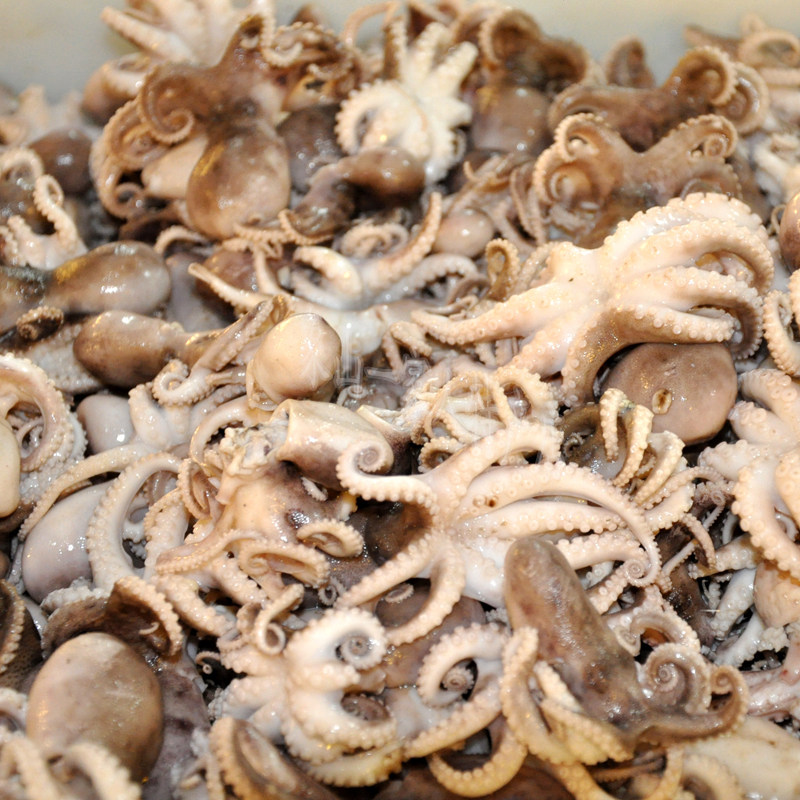 象山石浦海鲜 鲜活东海小八爪鱼望潮寿司火锅食食材500g