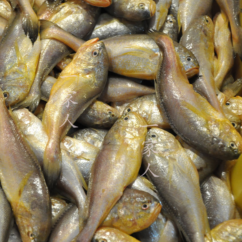 鲜活水产海鲜野生小梅鱼梅子鱼现捕鱼宝宝辅食其它