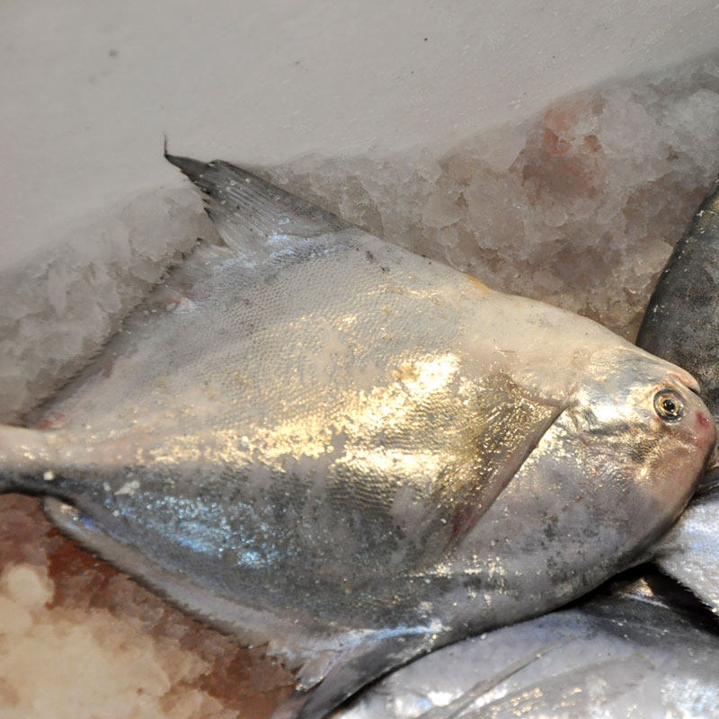 鲳鱼野生新鲜平鱼扁鱼养殖一斤1条左右其它