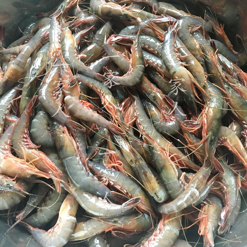 宁波滑皮虾剑虾呛硬壳对虾海虾新鲜野生石浦东活虾