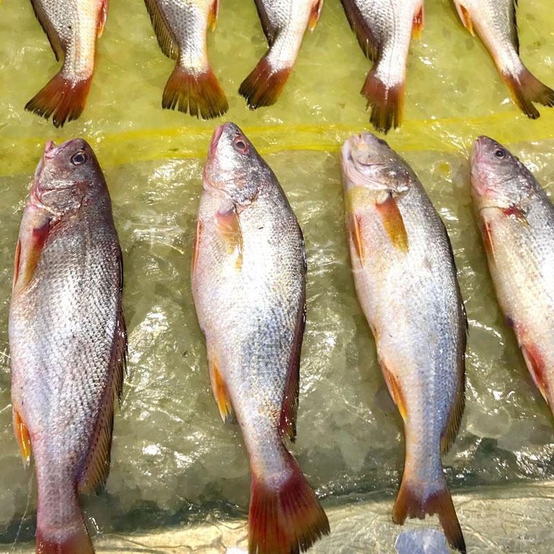 舟山宁波东海新鲜野生黄姑鱼黄三黄婆鸡春水081斤其它