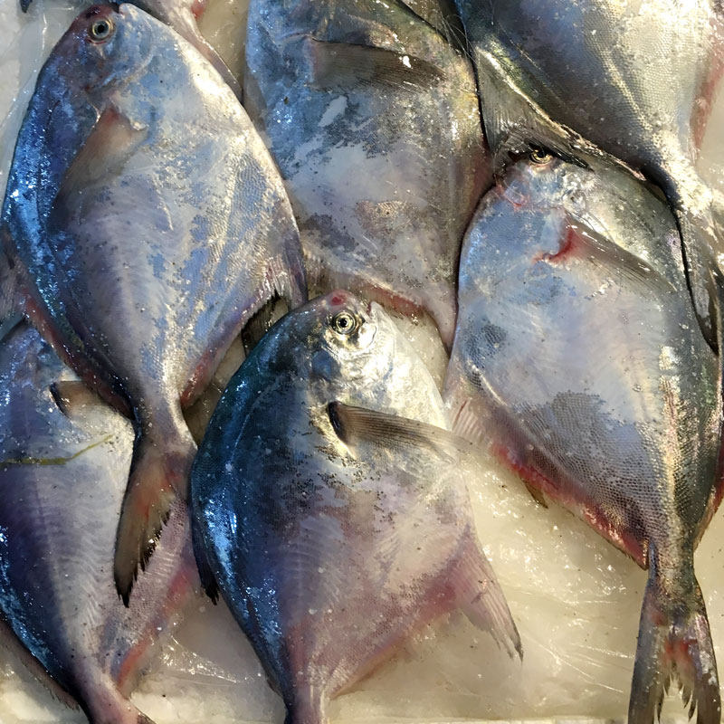 鲳鱼舟山宁波石浦东海野生新鲜平鱼扁鱼1斤其它