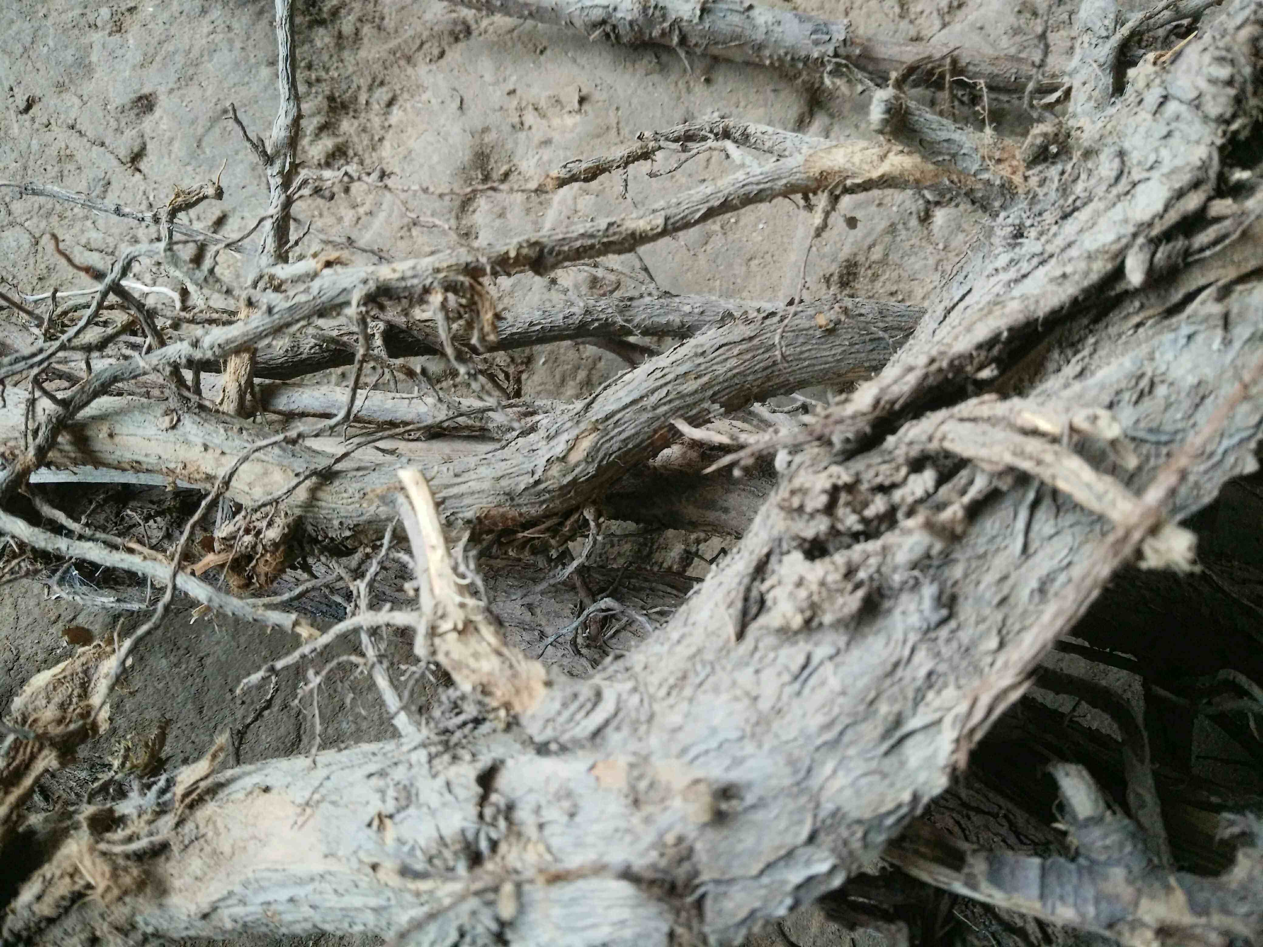 树根一斤付款泡茶甘肃叶树根沙棘酸刺生鲜野生其他药食同源食品