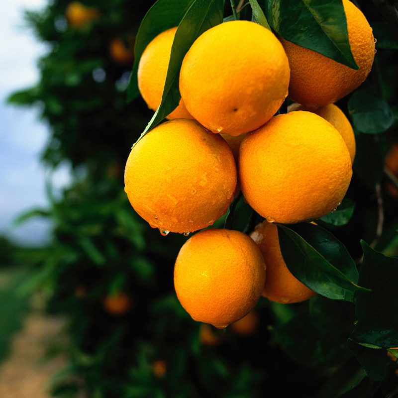 农家正宗黔阳冰糖橙超甜橙子新鲜水果非永兴麻阳脐橙带箱20斤包邮