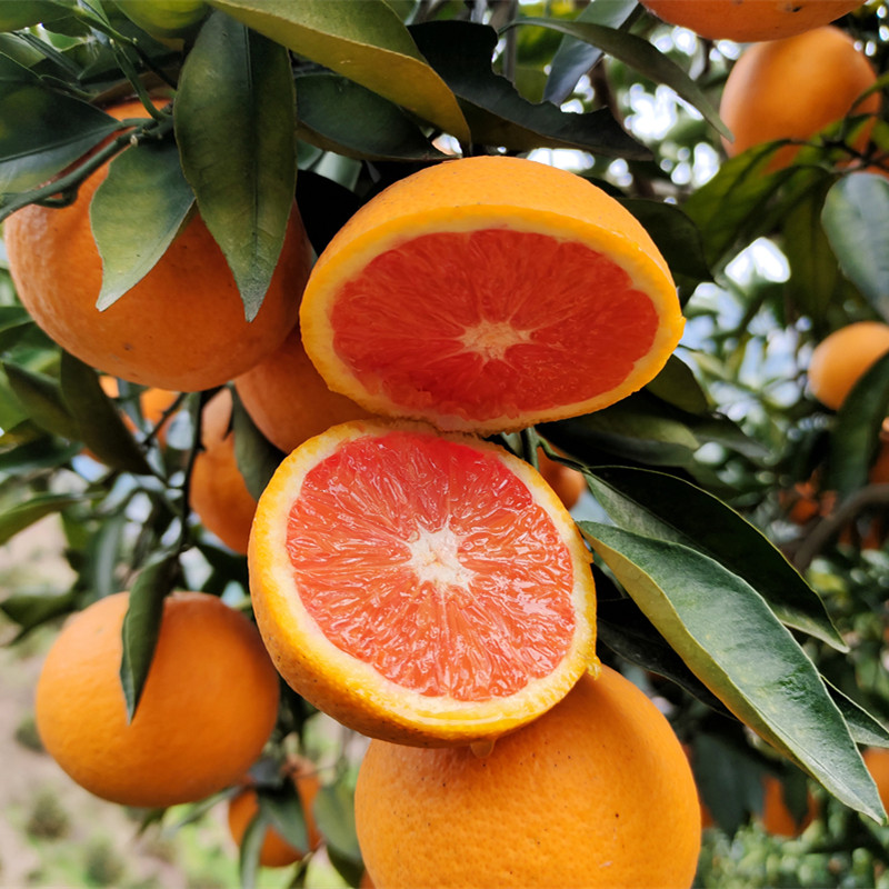 中华华红血橙脐橙新鲜水果当季秭归农村橙子橙