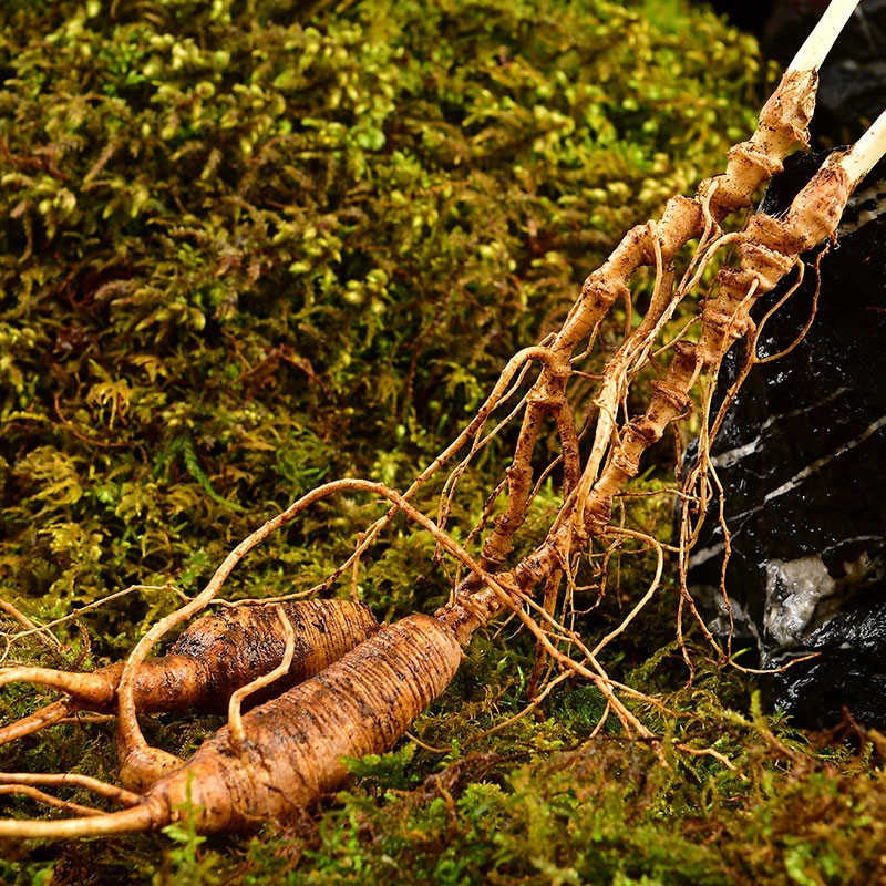 野生26年人参池底参长芦参长白山林下新鲜野山山参