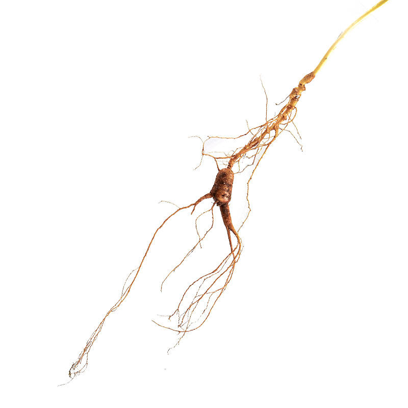 野生26年人参池底参长芦参长白山林下新鲜野山山参