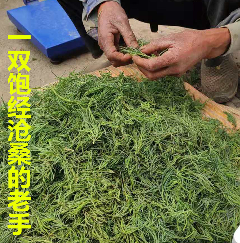 黄西菜焯水处理20年现摘西菜头茬席菜野菜