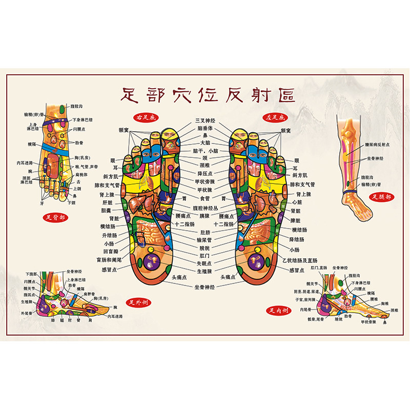 足底按摩穴位图足部反射区大挂图人体足部经络穴位图挂图宣传挂画