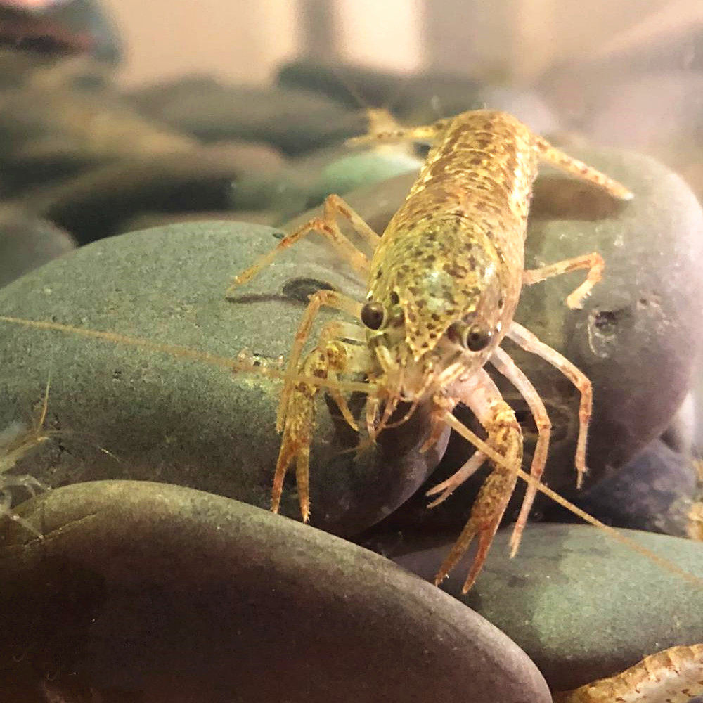 龙纹螯单性繁殖天空蓝魔佛罗里达人工淡水观赏小龙虾虾