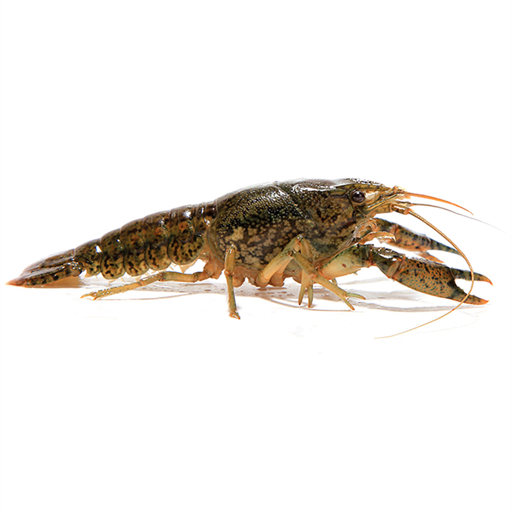 龙纹螯虾单性繁殖天空蓝魔虾佛罗里达人工淡水观赏小龙虾宠物活体