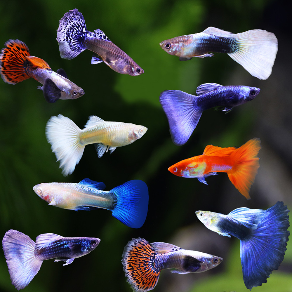 孔雀活体凤尾淡水宠物纯种小型胎生热带金鱼鱼