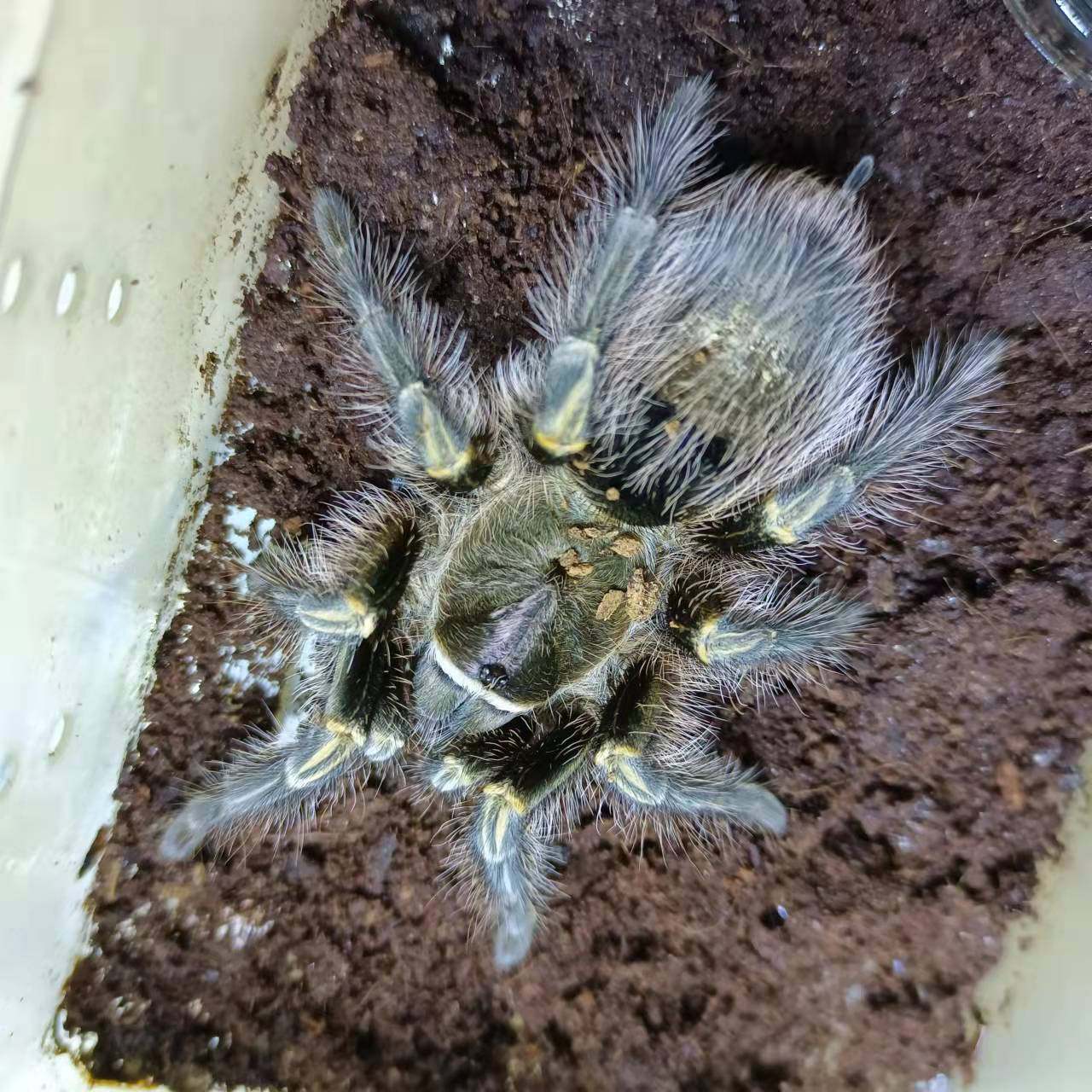 巴西巨人金直间蜘蛛新手宠物另有所罗门多哥星团蜘蛛