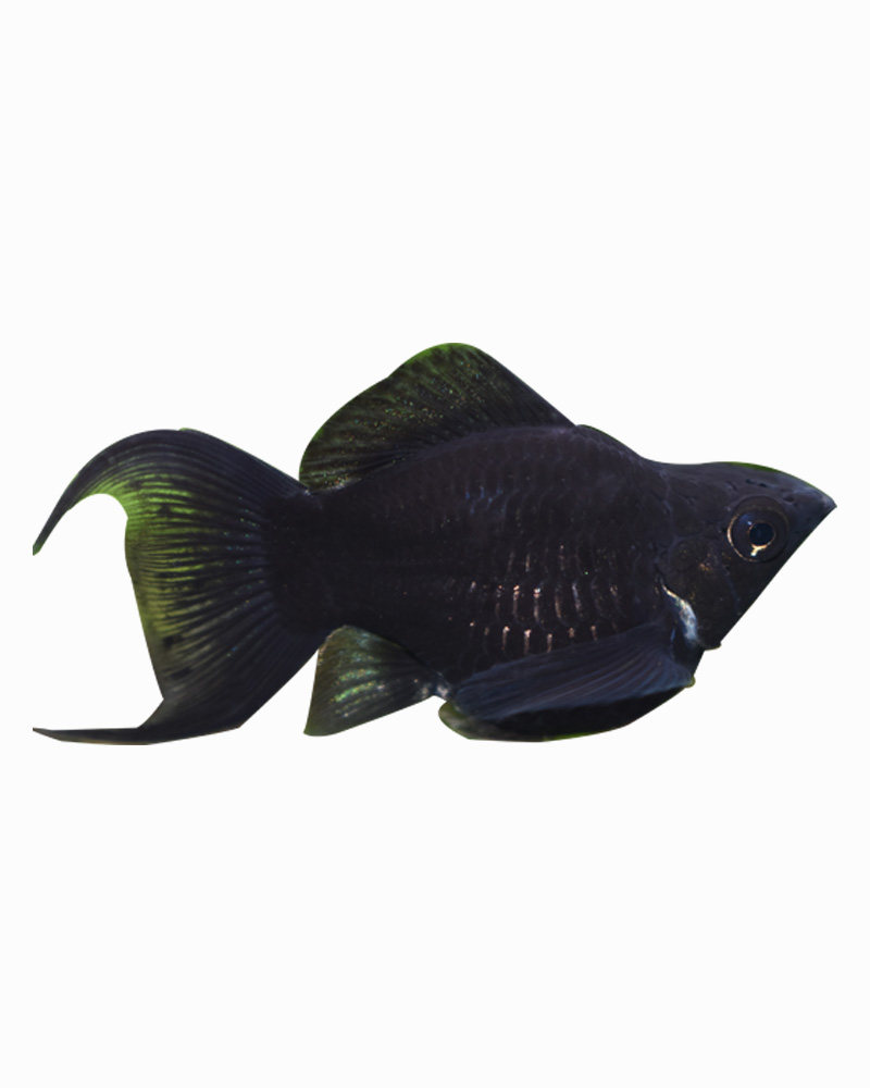 玛丽胎生活体球型金球银球黑球包邮鱼