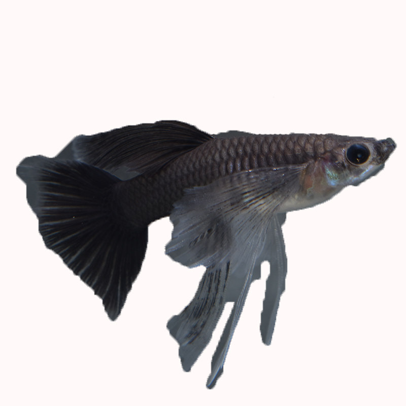 黑木炭缎带大c孔雀鱼精品观赏鱼孔雀鱼活体玩家级热带淡水