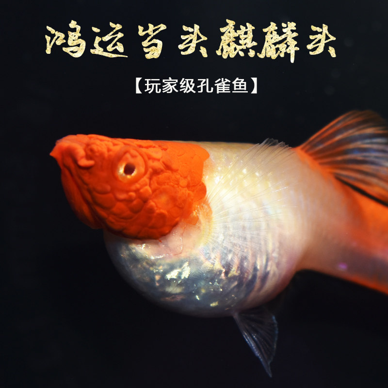 孔雀活体鸿运当头红头转运热带鱼观赏鱼精品品种纯种鱼