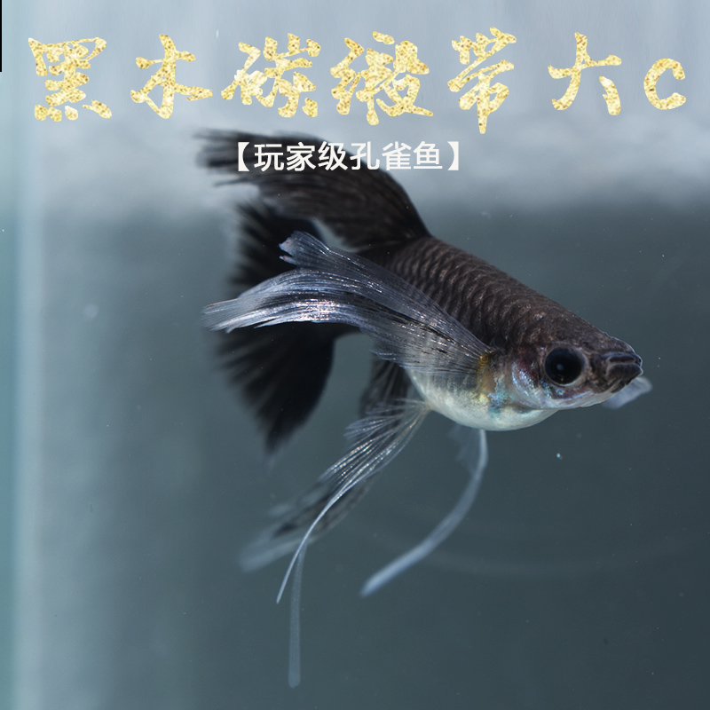黑木炭缎带大c孔雀鱼精品观赏鱼孔雀鱼活体玩家级热带淡水